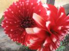 thumbs/debasish-2.jpg