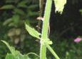 thumbs/debasish-2.jpg